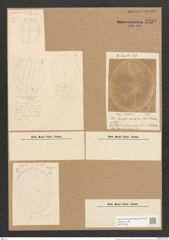 Diatomeae indet. (de-Toni-Nr.: Species 1847 ?) Zeichnungen Sammlung Grunow Nr. 3728 (NHMW-BOT-W0371368)